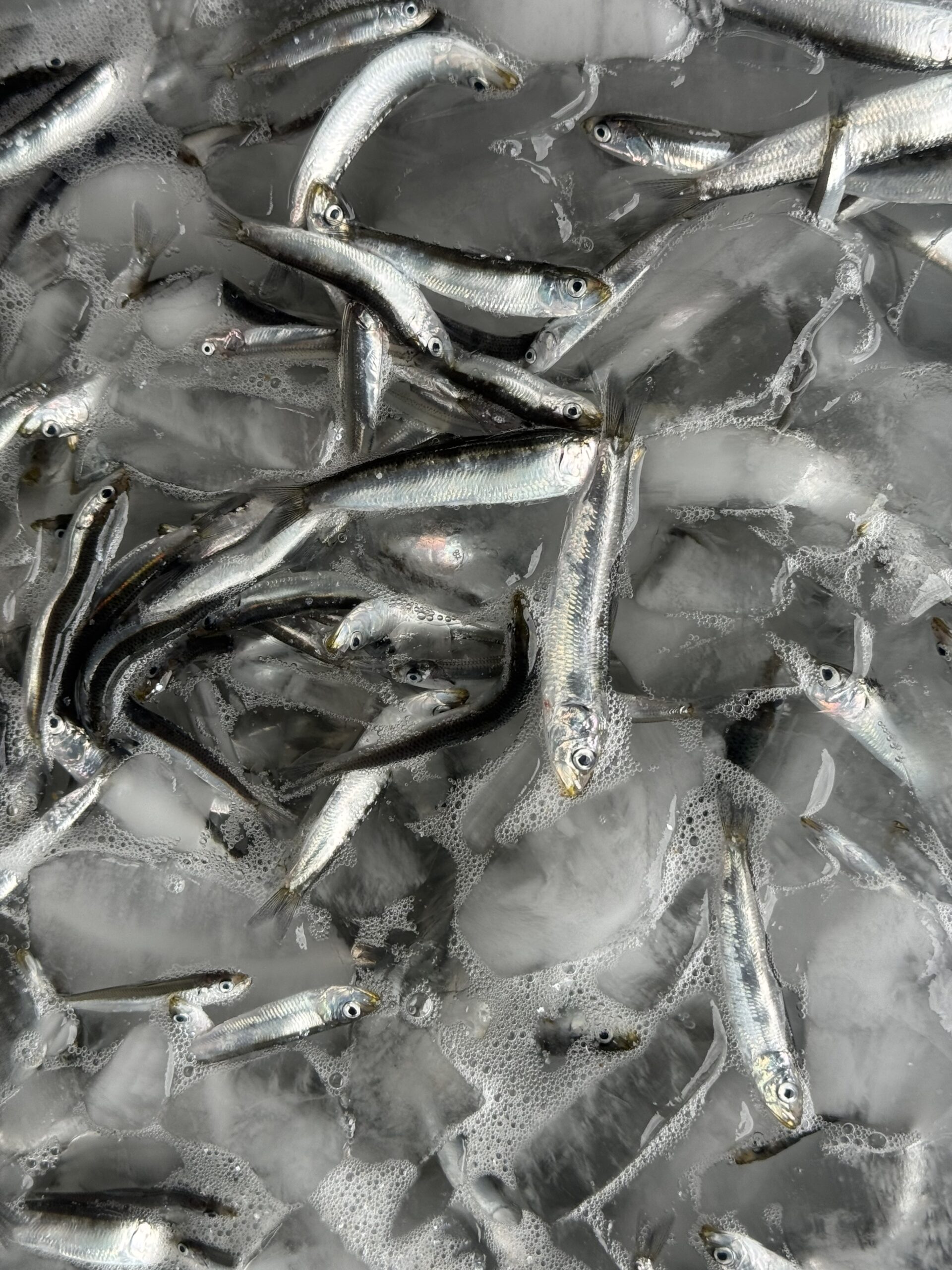 イワシが「鮮度劣化が早い」と言われるのには、魚体の構造や成分が大きく関係しています。釣太郎