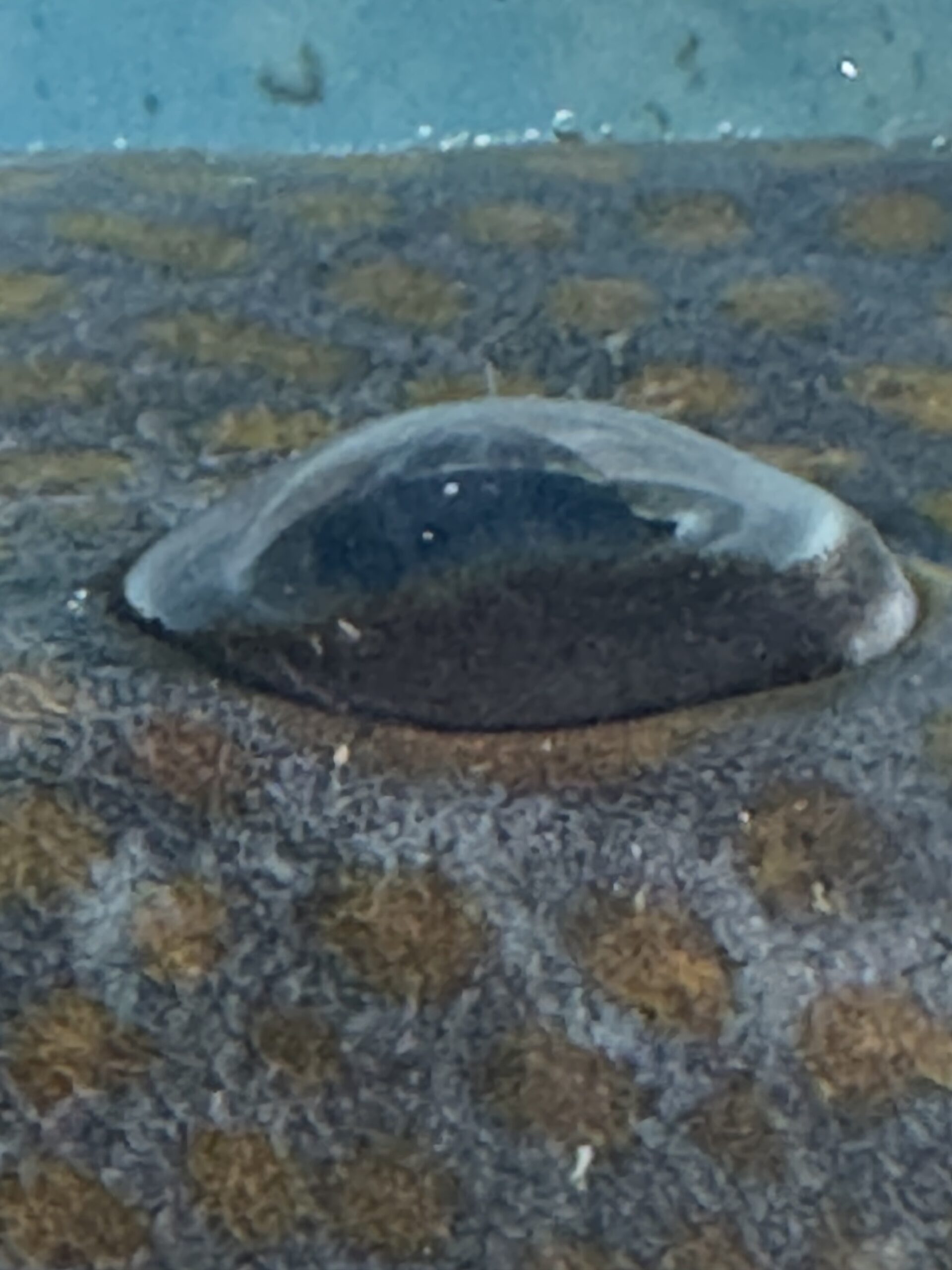 魚と人間の目の違いは、・構造（球形レンズと可変レンズ） ・ピント調整方法 ・視野の広さ ・色や光の感じ方 ・まぶたの有無 これらの違いが、水中と陸上という環境の差によって進化した結果です。釣太郎