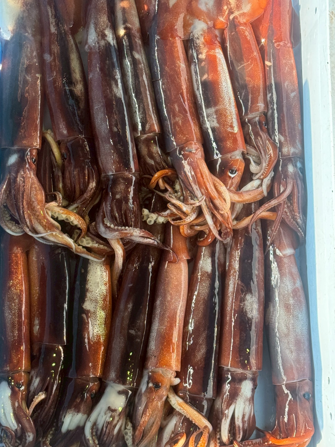 スルメイカは回遊性と餌の種類から、アニサキス保有率が高い。細切り(イカソーメン)にしても、アニサキス断片が残り安全とは言えない。生食する場合は「速やかな内臓処理」「冷凍」「目視確認」が安全対策の基本。釣太郎