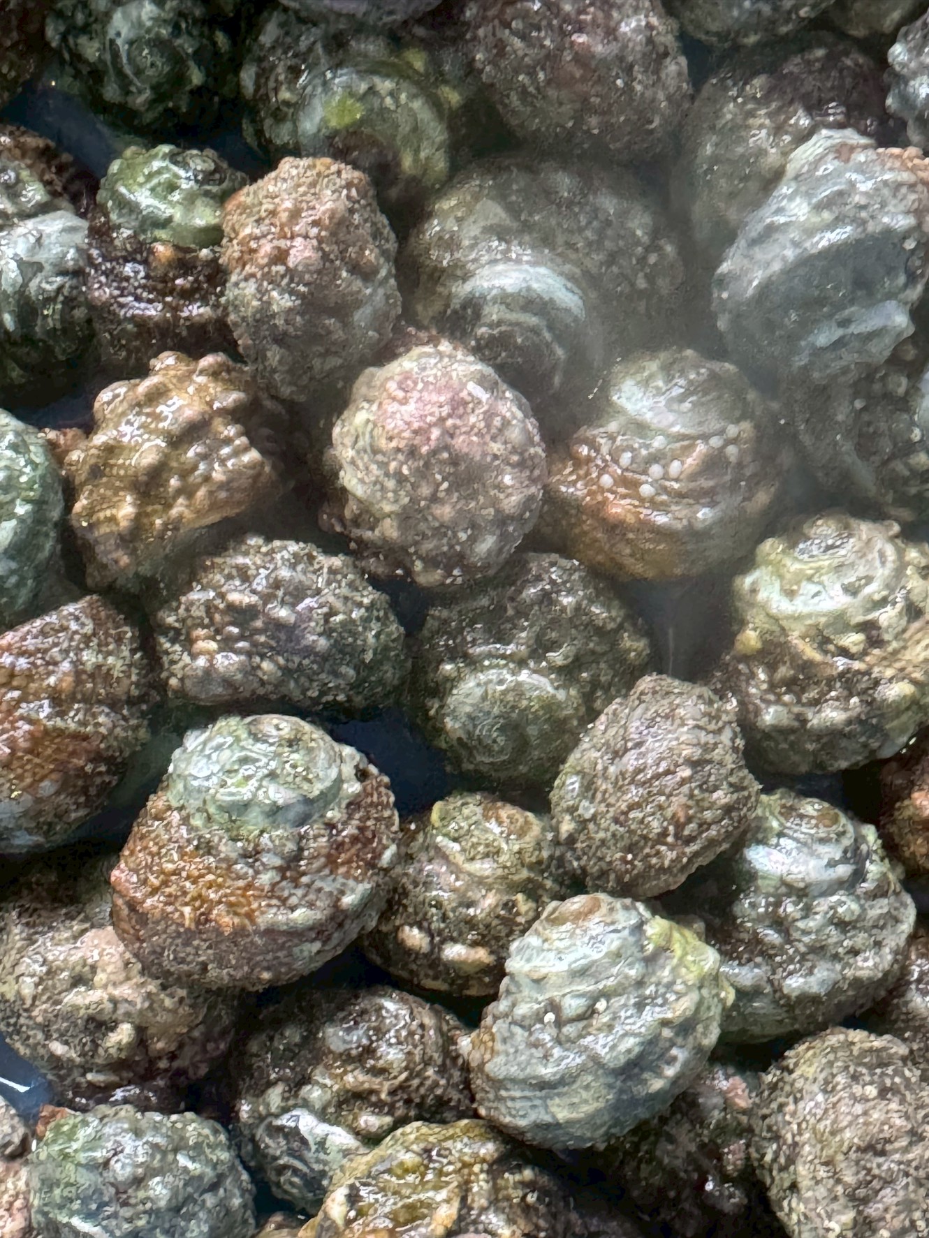 クボガイ？地元ではイソモンと呼ばれている磯に多い貝。釣太郎