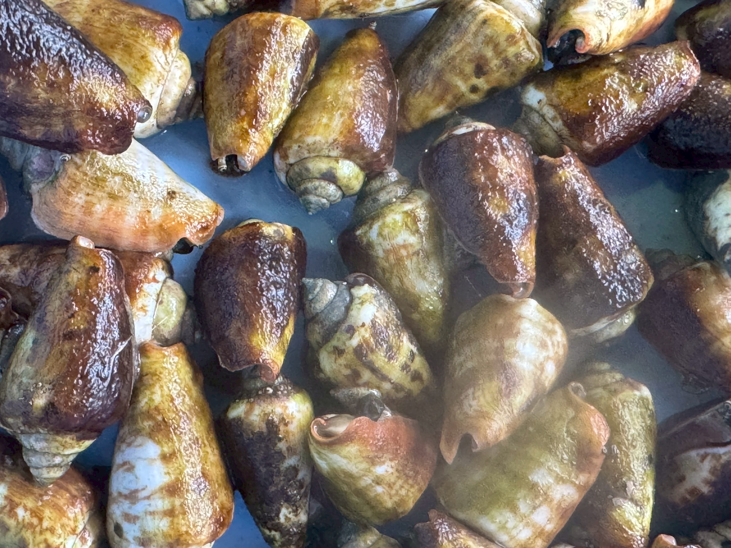 トッコロは、和歌山の沿岸部で親しまれているマガキガイの地元呼び名です。 殻は先端が尖った円錐形で、茶色や黄褐色のまだら模様が特徴的。 浅い砂地に多く生息し、潮の満ち引きに合わせて活発に動き回ります。釣太郎