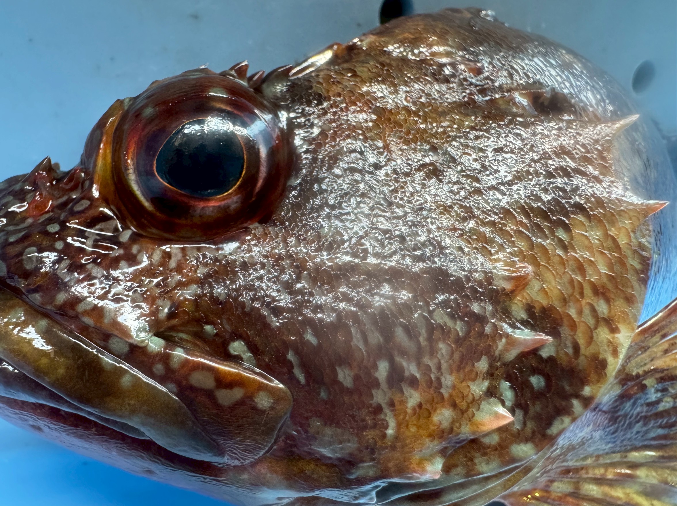 ガシラ(カサゴ)は刺毒魚じゃないのに危険!?堤防釣りで多発するケガの原因と安全対策。釣太郎