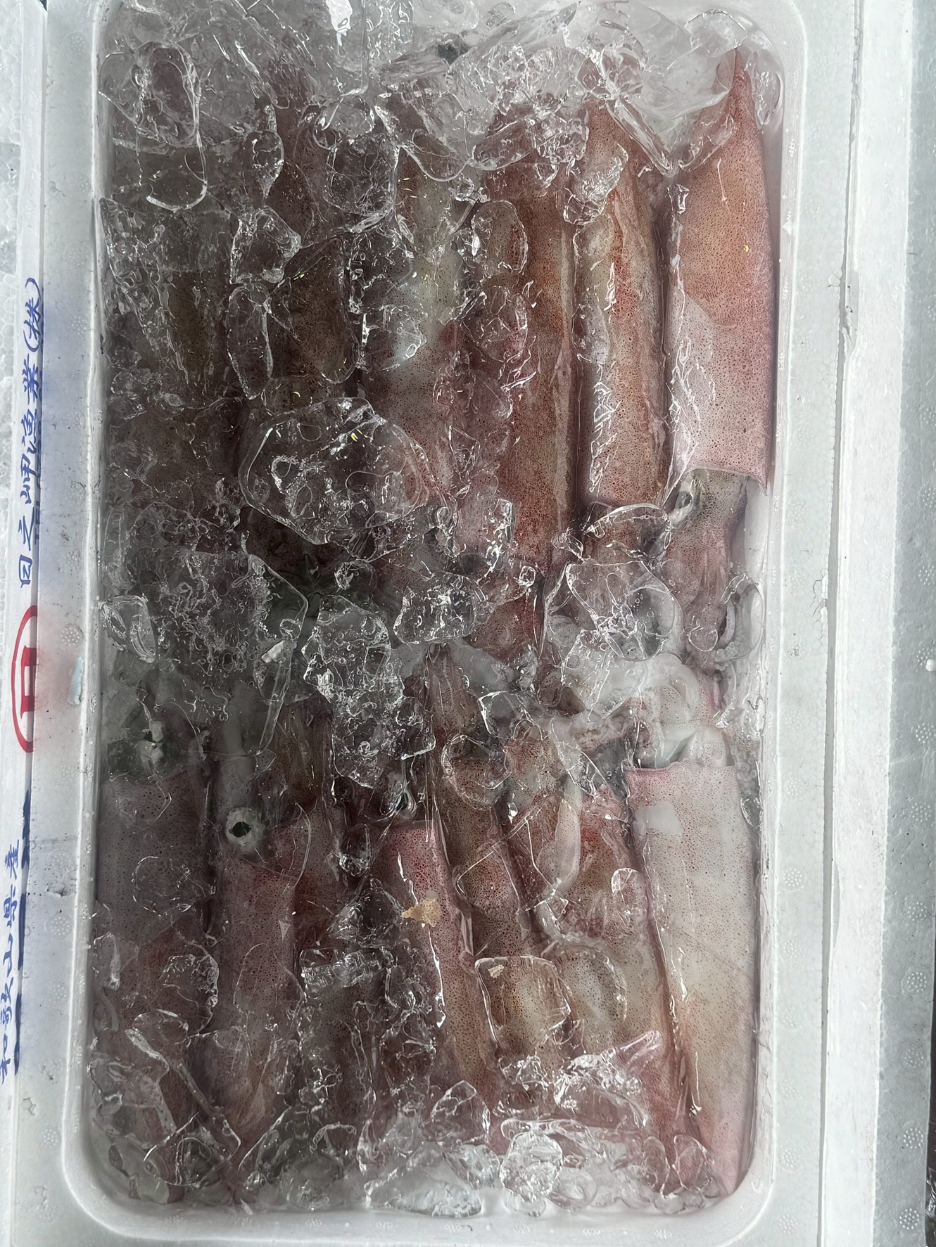 【夏が旬】南紀の絶品アカイカ（ケンサキイカ）！アオリイカを超えるうまみを堪能しよう。釣太郎