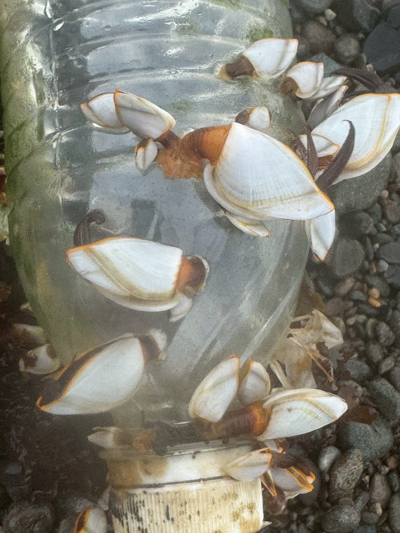 ペットボトルに貼り付いた白い貝の正体は、海を漂う甲殻類「エボシガイ」です。

・漂流物に付着し、海面でプランクトンを食べて生活
・外洋から潮や風で浜へ打ち上げられる
・見た目は貝のようだが、実はカニやエビの仲間。釣太郎