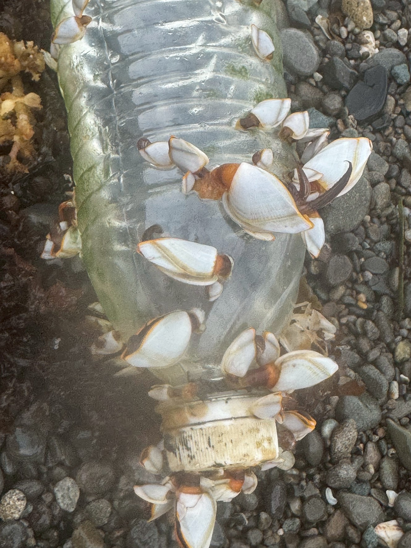 ペットボトルに貼り付いた白い貝の正体は、海を漂う甲殻類「エボシガイ」です。

・漂流物に付着し、海面でプランクトンを食べて生活
・外洋から潮や風で浜へ打ち上げられる
・見た目は貝のようだが、実はカニやエビの仲間。釣太郎