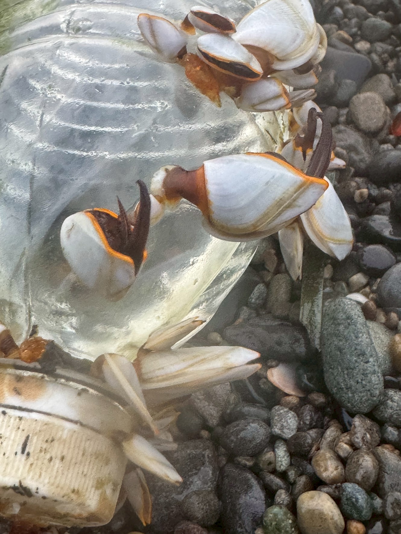 ペットボトルに貼り付いた白い貝の正体は、海を漂う甲殻類「エボシガイ」です。 ・漂流物に付着し、海面でプランクトンを食べて生活 ・外洋から潮や風で浜へ打ち上げられる ・見た目は貝のようだが、実はカニやエビの仲間。釣太郎