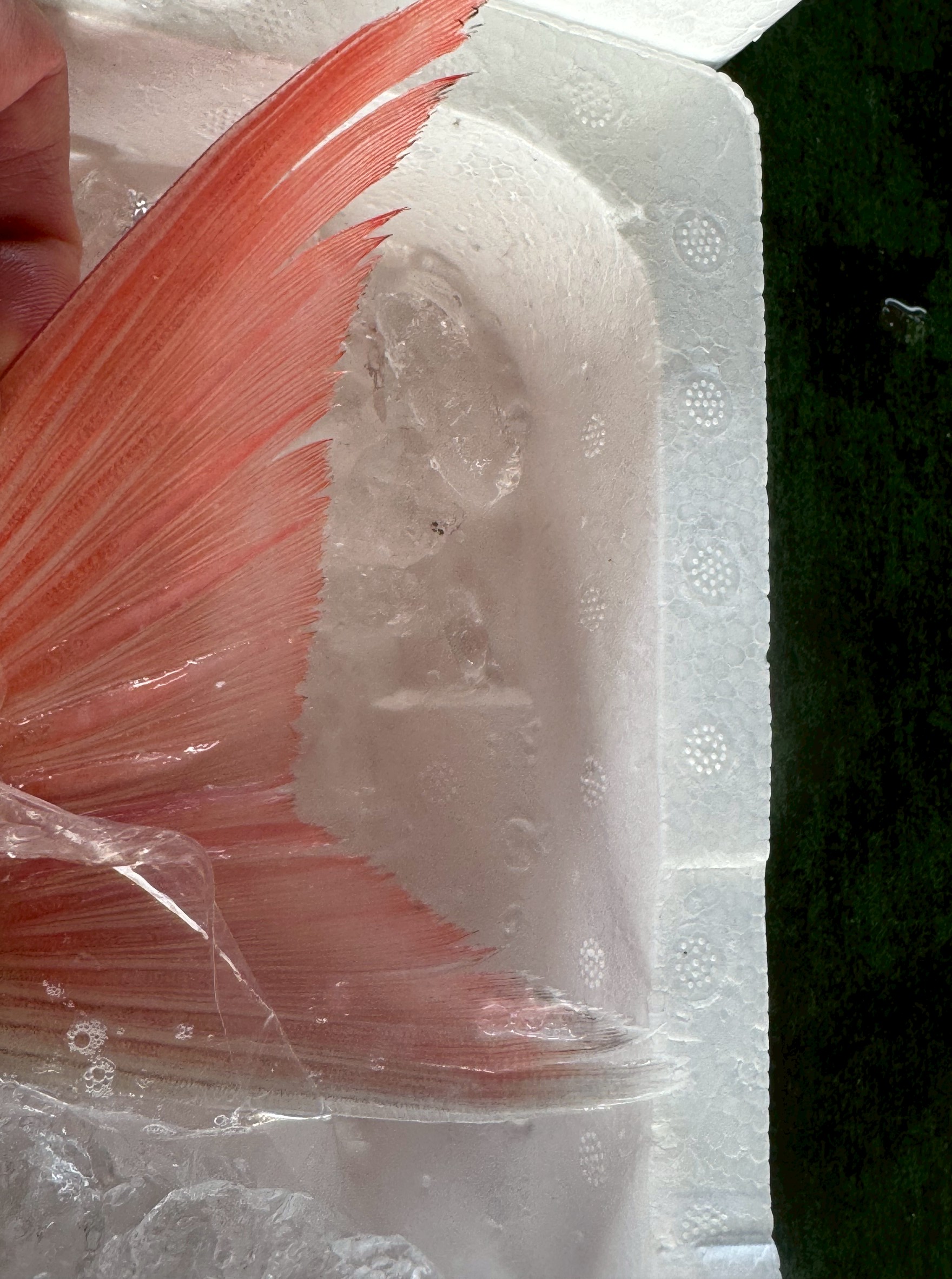 天然魚の尾鰭は生存のカギ!
養殖魚と形状が違う理由と、その機能を徹底解説.釣太郎