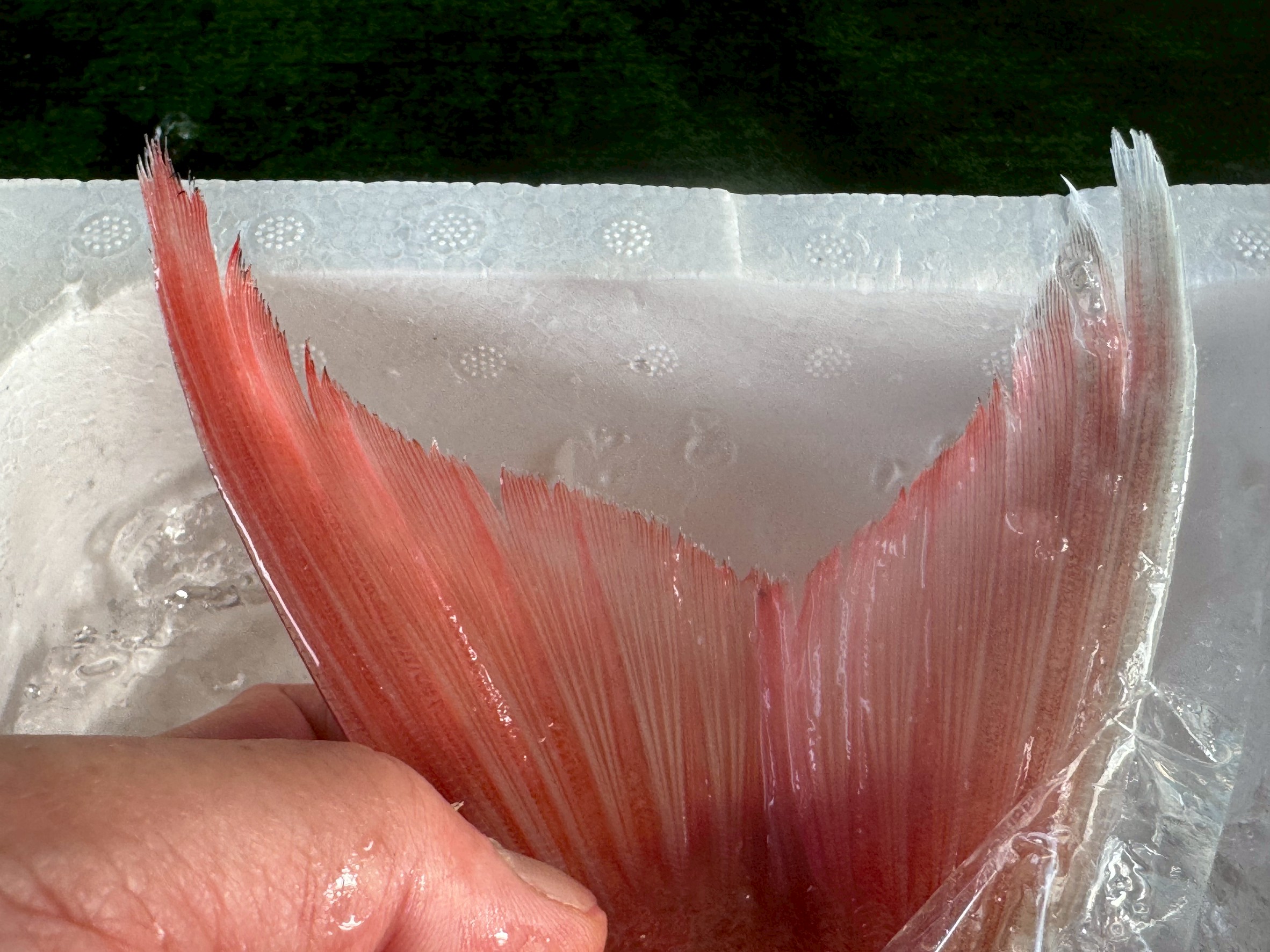 【プロが教える】天然魚と養殖魚の見分け方！尾ビレを見れば一目瞭然な理由。釣太郎