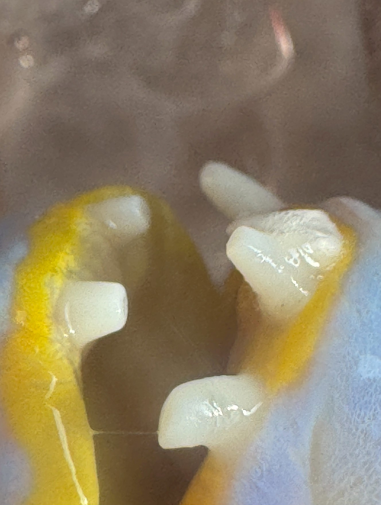 イラの口の中を覗くと、まるで鳥のクチバシのように発達した頑丈な歯が並んでいます この独特な歯は、他の魚にはないイラならではの特徴です.釣太郎