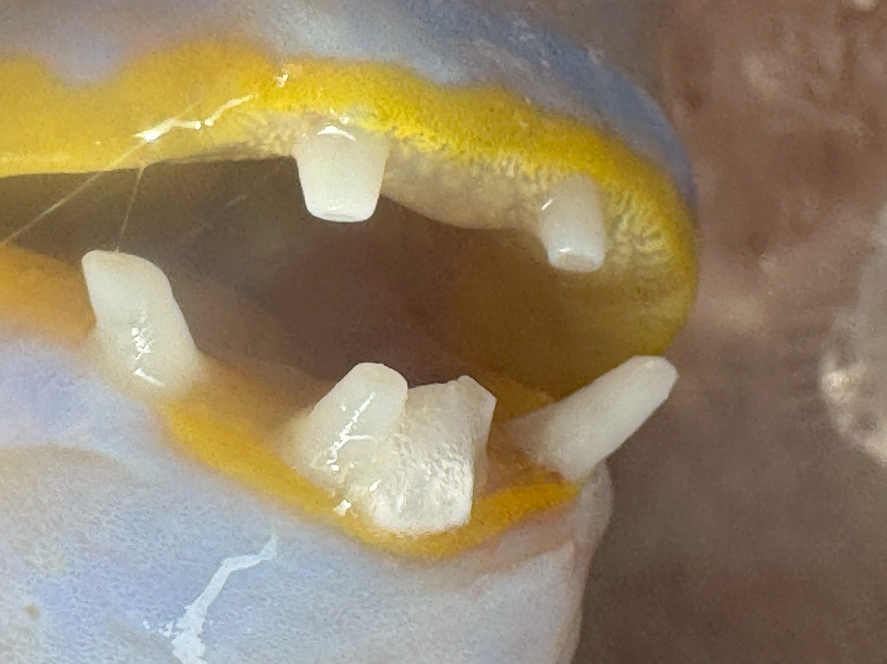 イラのユニークな前歯は、彼らの生活と食性を物語る重要な特徴です。ウニや貝を豪快に噛み砕くための強靭な歯と顎は、自然界で生き抜くための進化の証。釣太郎