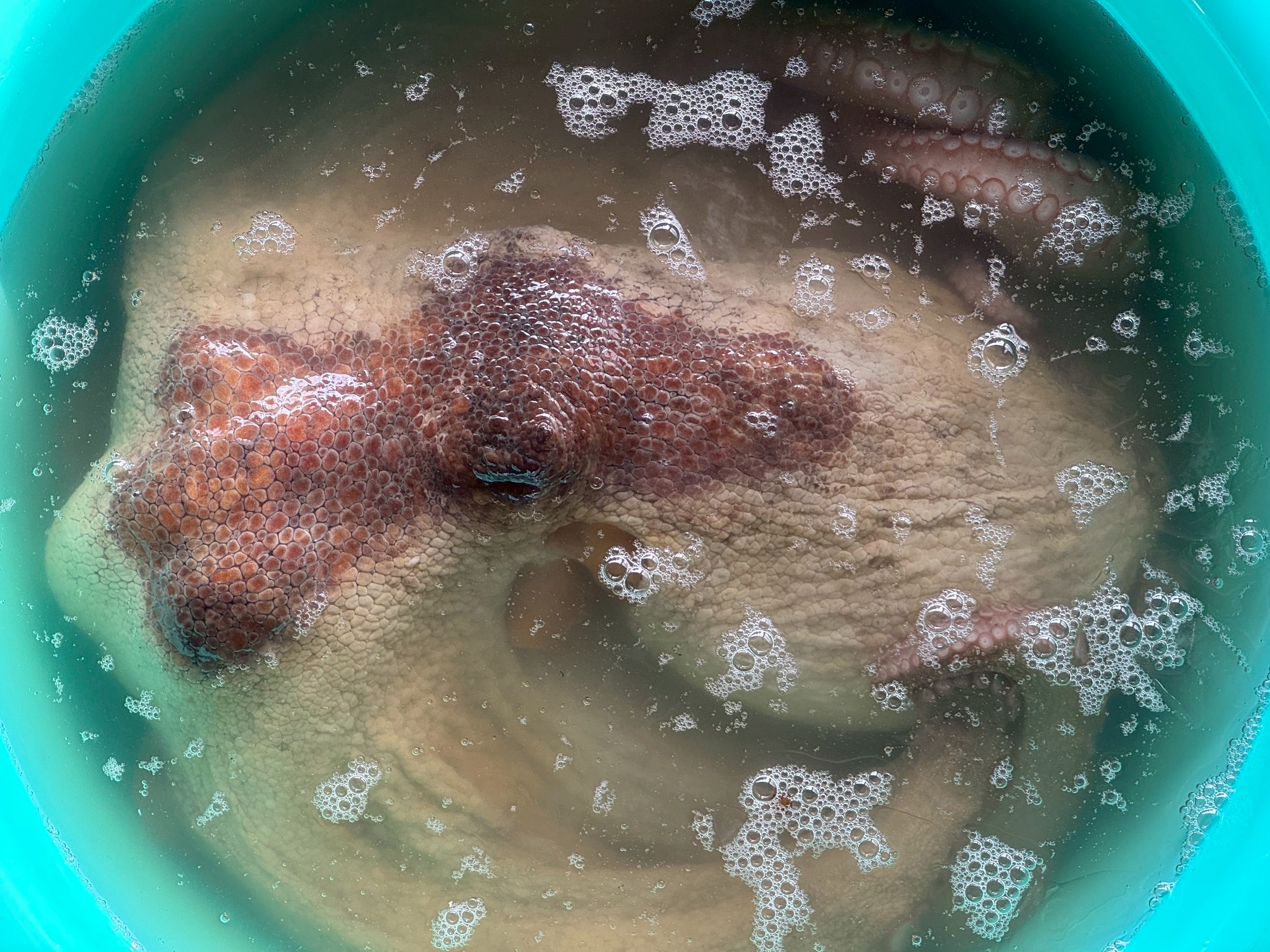 地ダコ(マダコ)が美味しい理由は、タウリンを豊富に含むアミノ酸による旨味、絶妙な弾力と柔らかさを生む筋肉繊維、そして潮の流れが鍛え上げた身の締まり、この3つの要素が複雑に絡み合っているからです。釣太郎