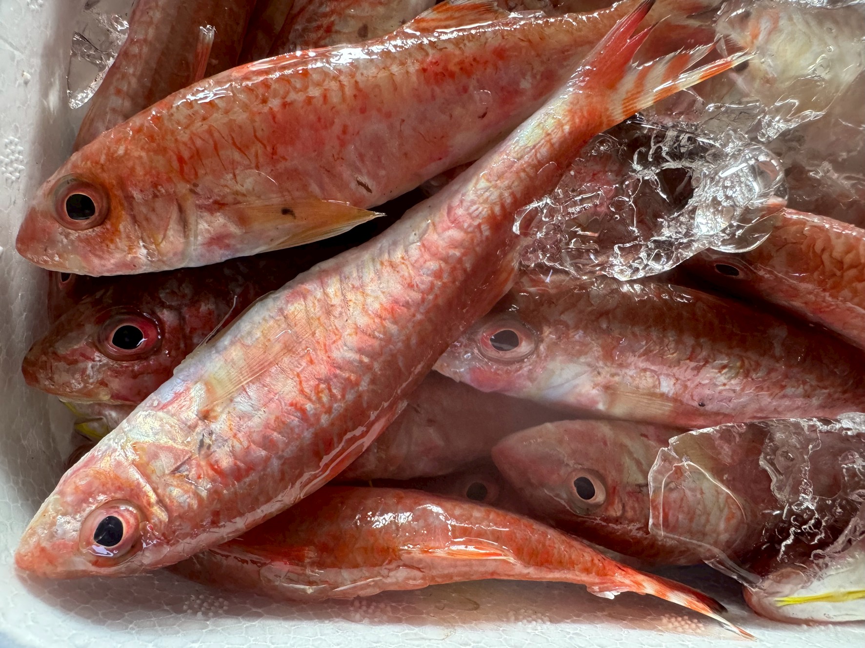 ヒメジは日本では雑魚扱いされやすいが、フランスでは高級魚。価値の差は流通・文化・ブランド力の違いによる。魚の評価は地域や国で大きく変わる。釣太郎