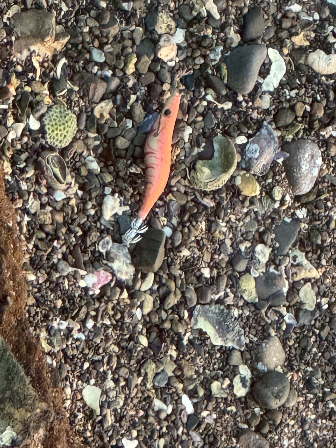 なぜ砂浜にはエギが多く打ち上げられるのか？【アオリイカ釣りの裏側】釣太郎