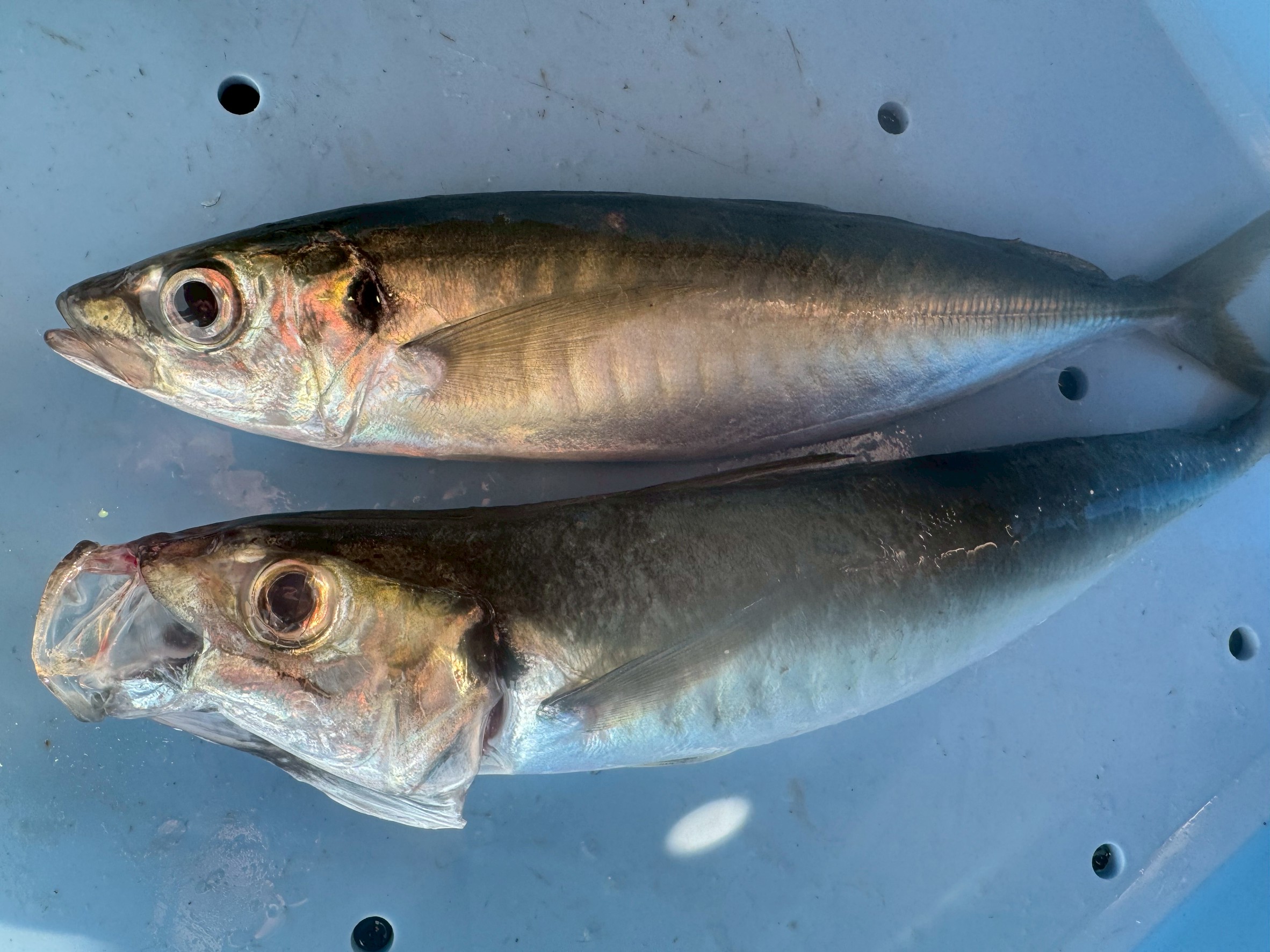 アジの口の開閉は、魚の鮮度を見極める一つのサインですが、それだけで判断するのは不十分。口が閉じているもの → 新鮮な可能性大 口が開いているもの → 処理や死後硬直の影響も考えられる。釣太郎