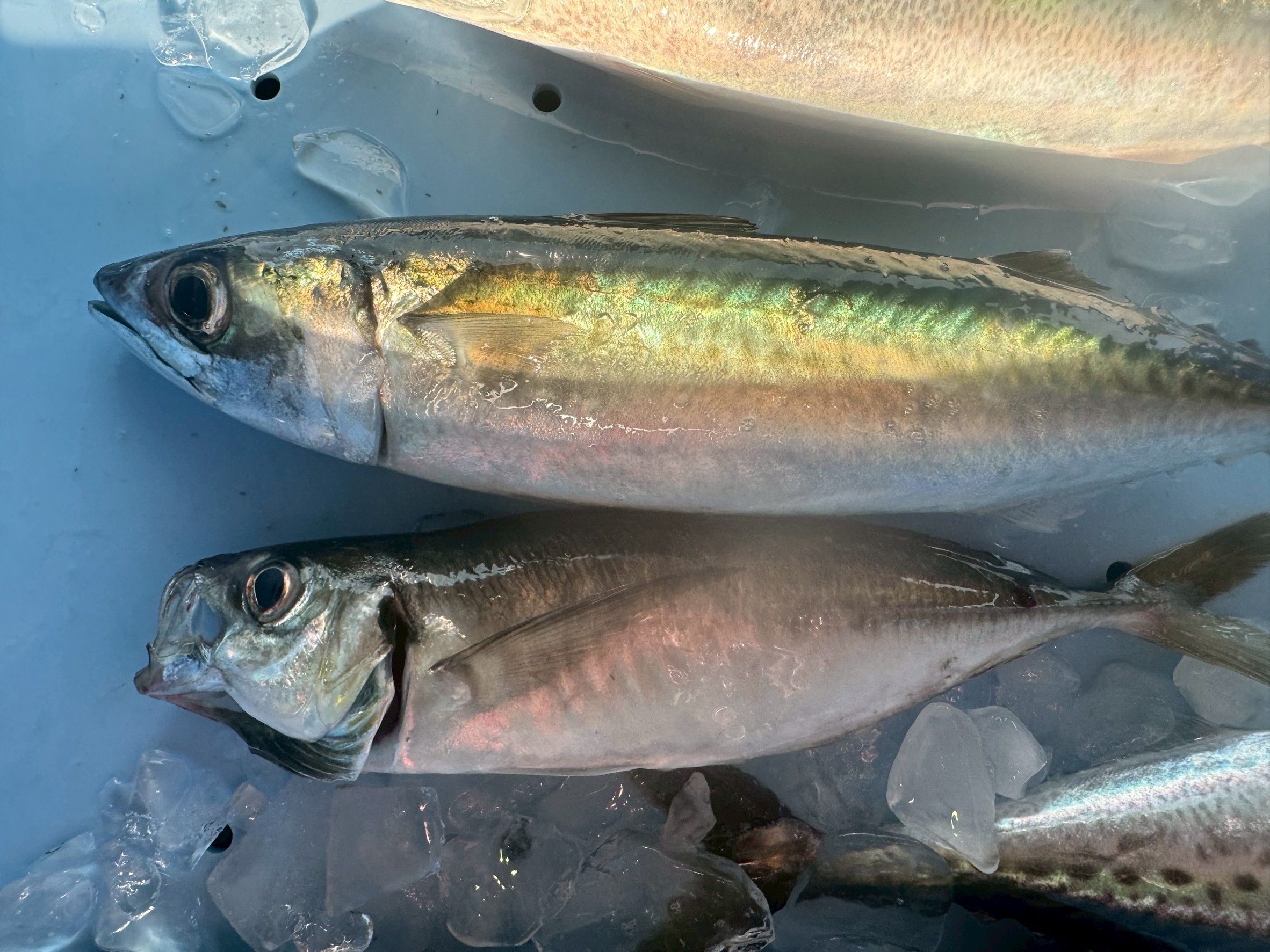 サバ → 脂が多く濃厚、栄養豊富だが鮮度落ちが早い。アジ → 上品でクセがなく、鮮度保持性も比較的良い。釣太郎