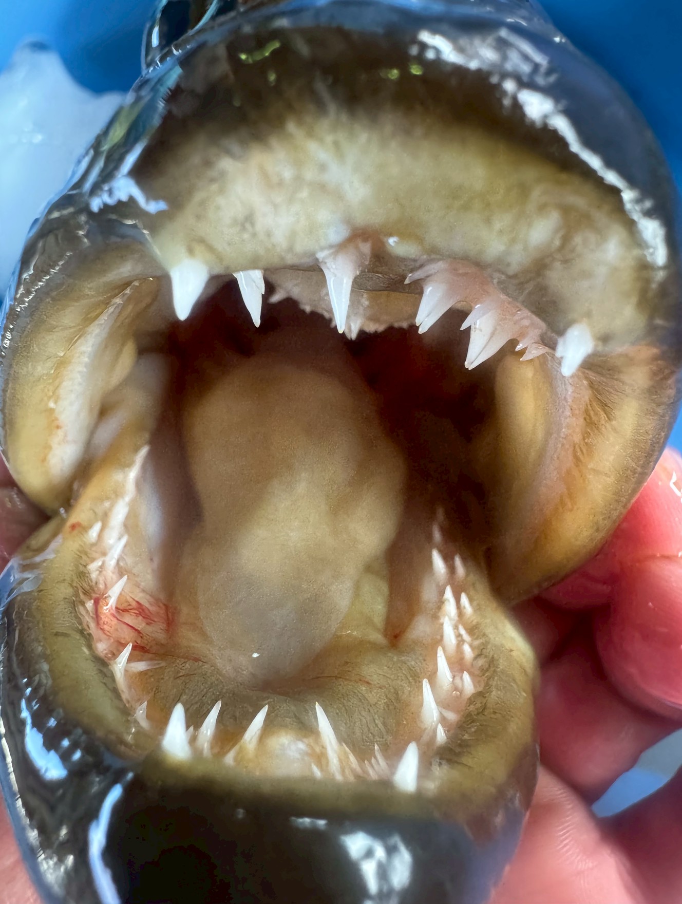 クエの歯はフィッシュイーターとしての進化の証であり、釣り人にとっては憧れと同時に危険の象徴。釣太郎