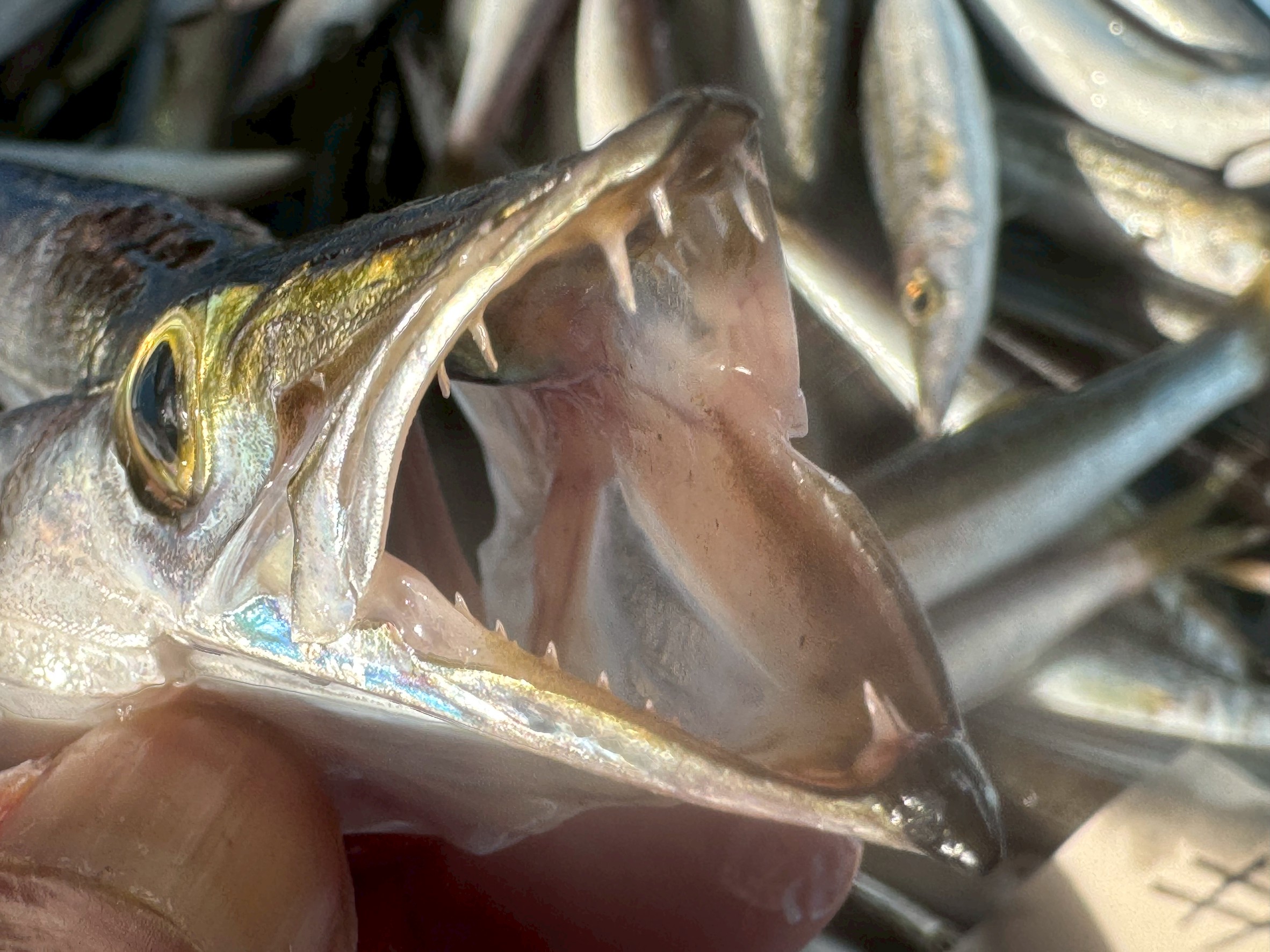 カマスの歯が鋭い理由 ・小魚を仕留めるための進化した武器・スピードと捕食力を兼ね備えたフィッシュイーター型・釣り人にとっては仕掛け切れ・ケガのリスクになる。釣太郎