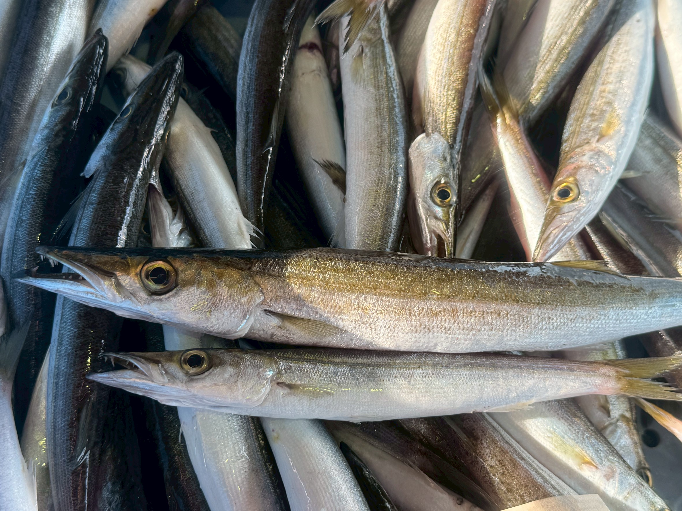 カマスの群れは数百匹規模になることがある。成長は速く、1年で20cm近く、2〜3年で30〜40cmに達する。釣太郎