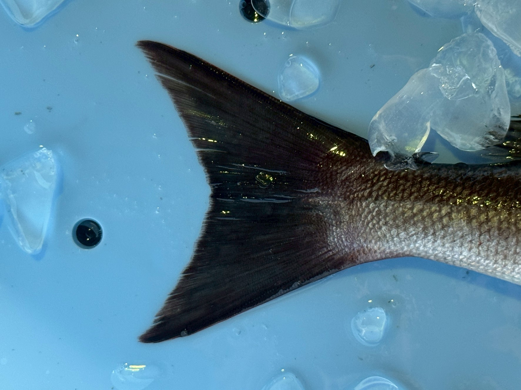 広い海を泳ぎまわっている天然魚（先端が鋭く尖っている）か、狭い小割や水槽の中で泳いでいる養殖魚（先端が丸くなっている）か、尾鰭でわかる。釣太郎