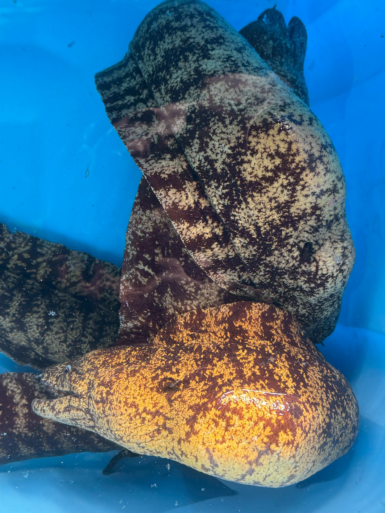 ウツボが黄色と黒のまだら模様なのは、岩礁環境に溶け込みつつ、危険信号としての役割も果たすため。釣太郎