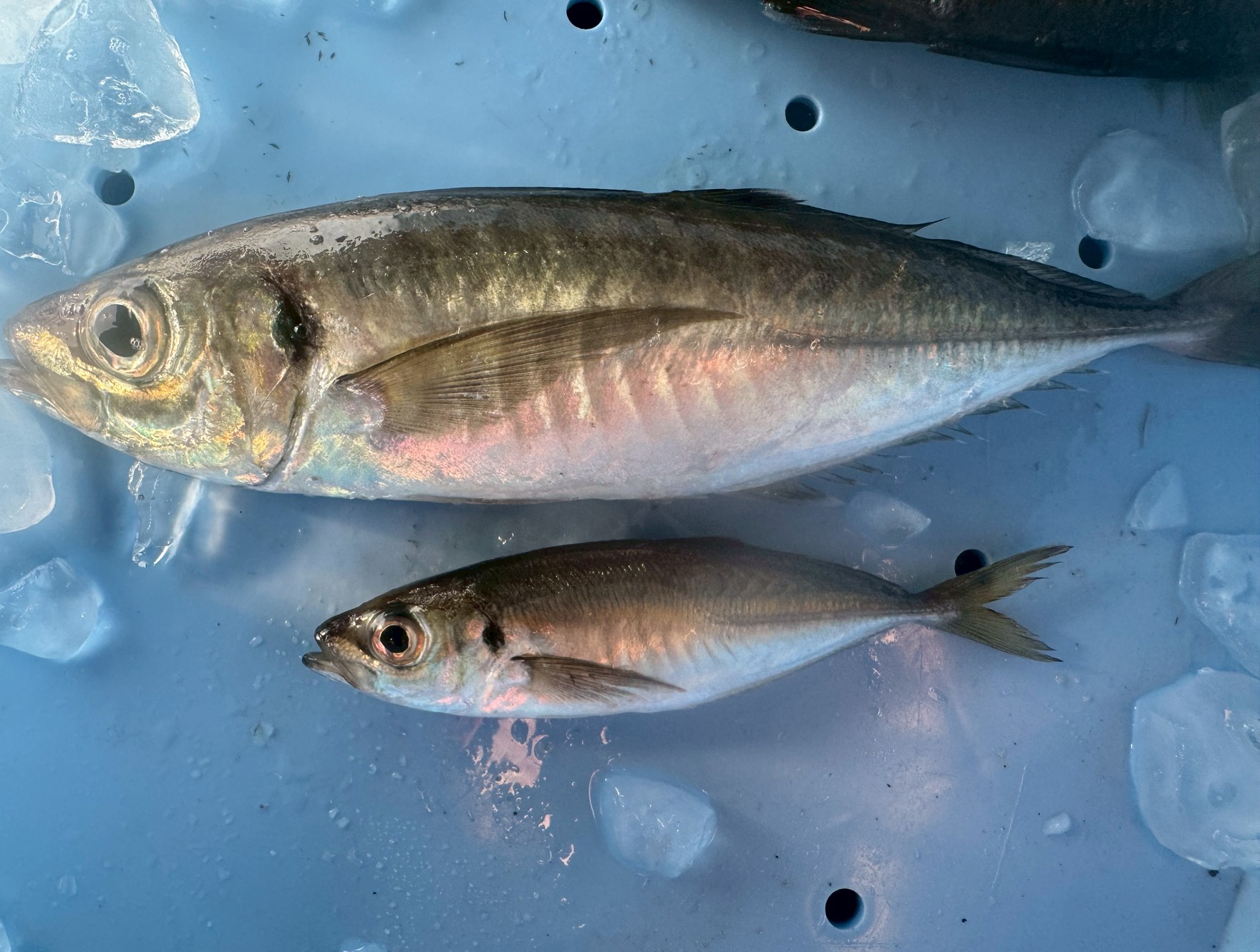 【完全解説】アジはどれくらいの速度で成長するのか?成長段階・寿命・釣果への影響まで徹底解説。釣太郎