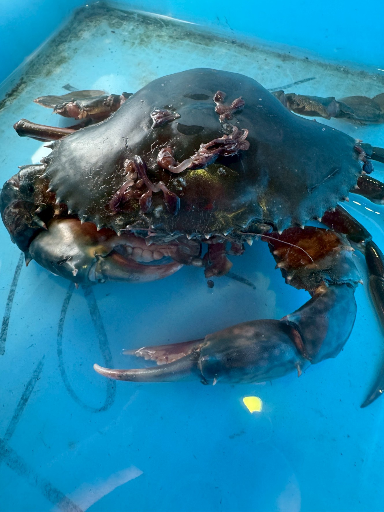 モクズガニを美味しく食べるためには・数日間の泥抜きで臭みを取る・甲羅やハサミを丁寧に洗う・必ず活きたまま茹でる.釣太郎