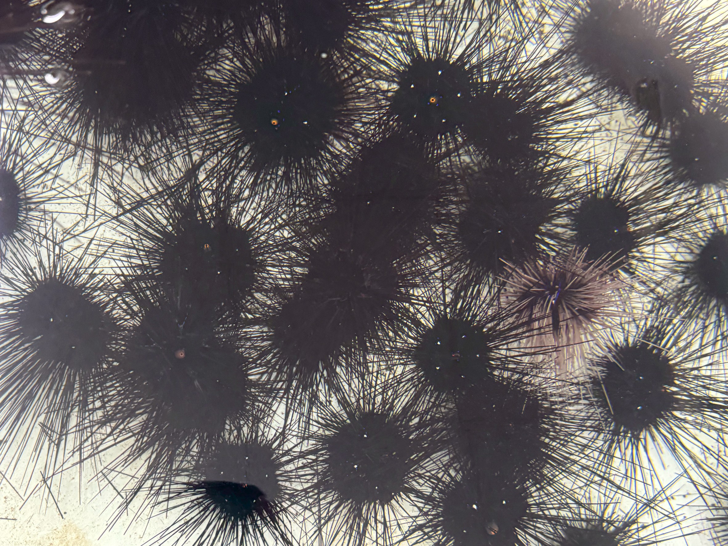 白浜店ウニ入荷しました。規格外もあります。釣太郎