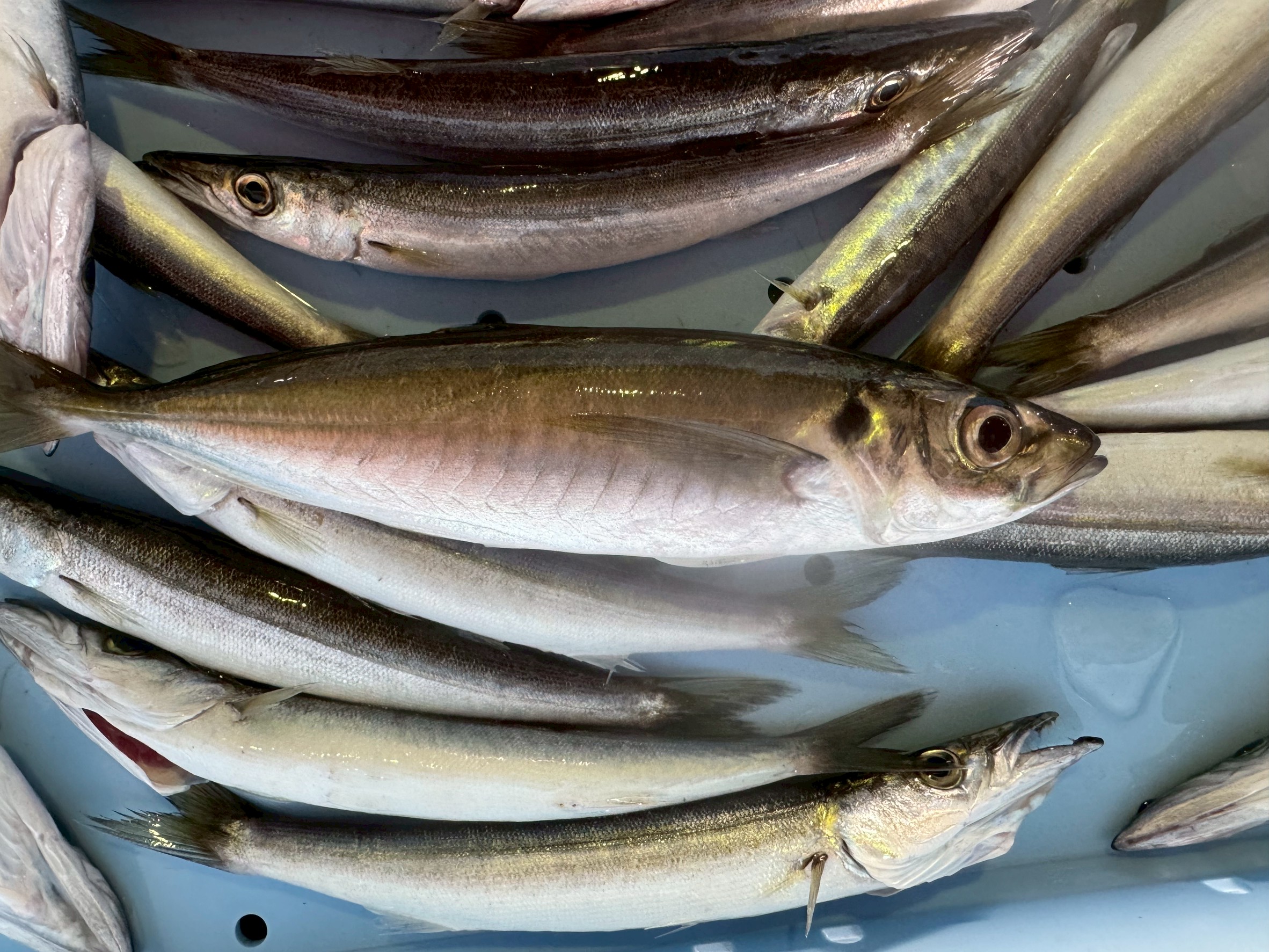 小アジは成長が遅い＝群れの規模が資源量に直結するため「乱獲注意」。カマスは成長が早く資源回復も比較的早い＝秋のシーズンにまとまった群れが釣れる理由。釣太郎