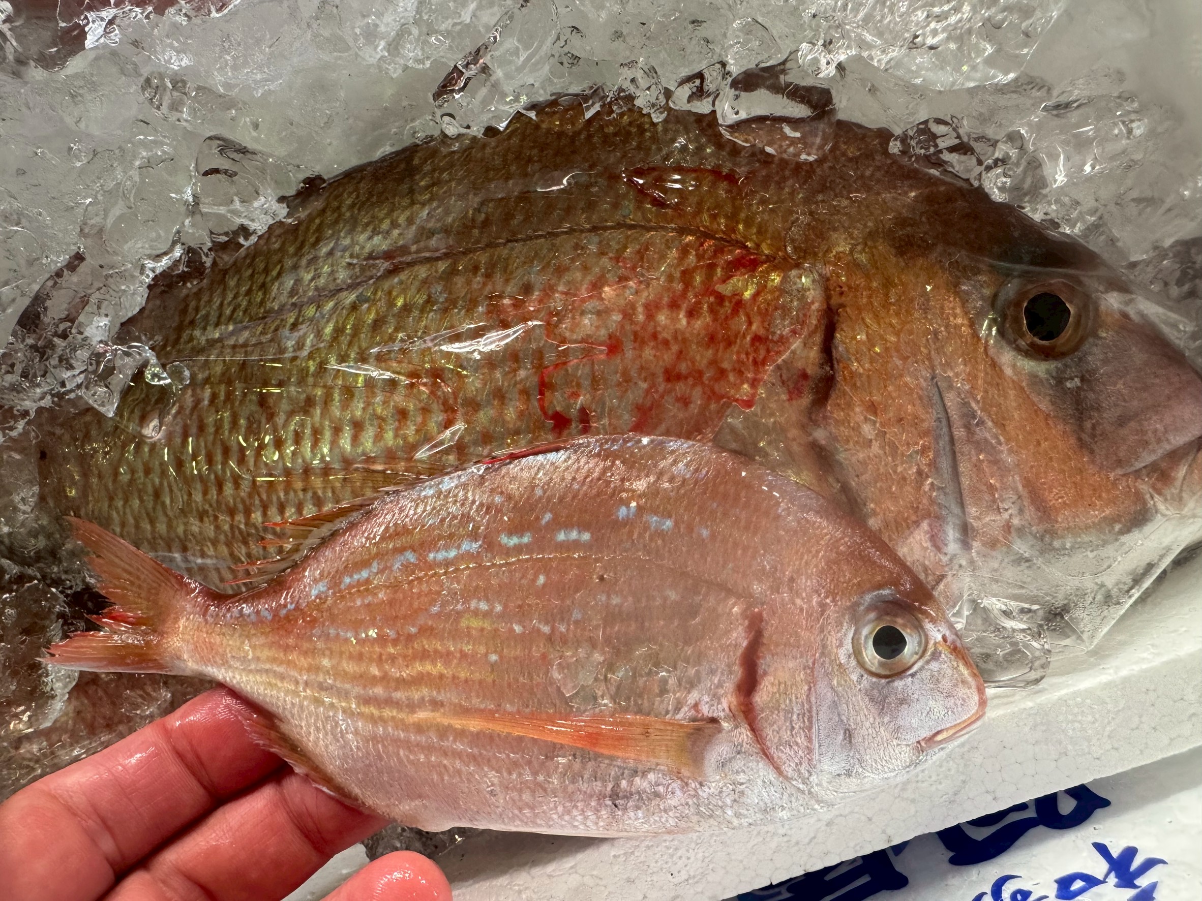 真鯛、1年で約10cm、5年で50cm前後まで成長する。寿命は20年以上、稀に1m超の大鯛も存在する。釣太郎