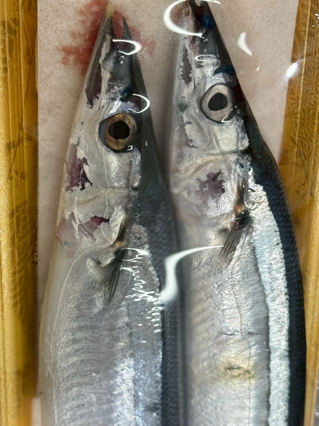 サンマの口が尖っているのは、小型の餌を効率よく捕食するため。釣太郎