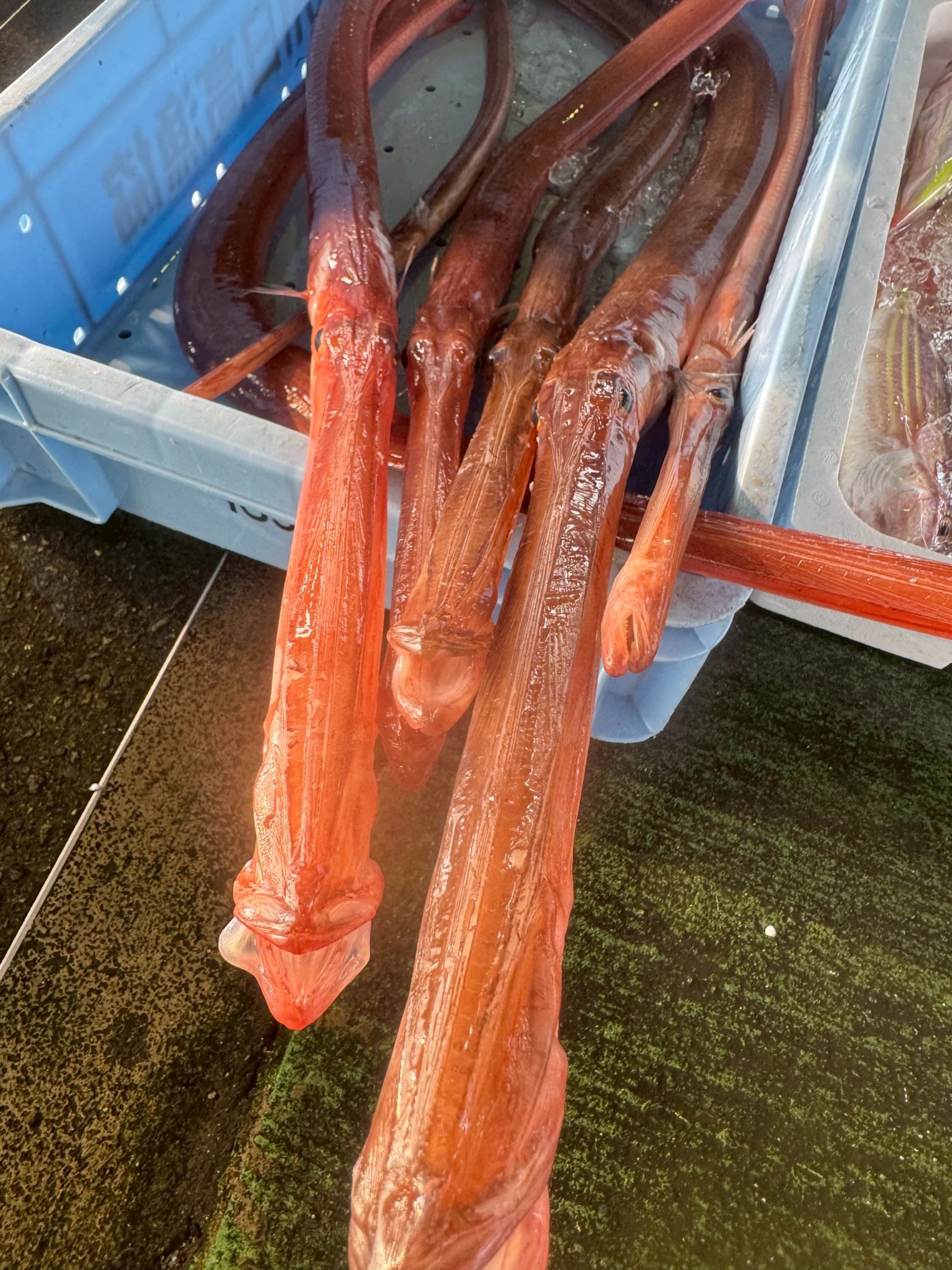 アカヤガラのバット級に長い口は、ただの奇妙な見た目ではなく、捕食・生存・進化の合理的な結果。釣太郎