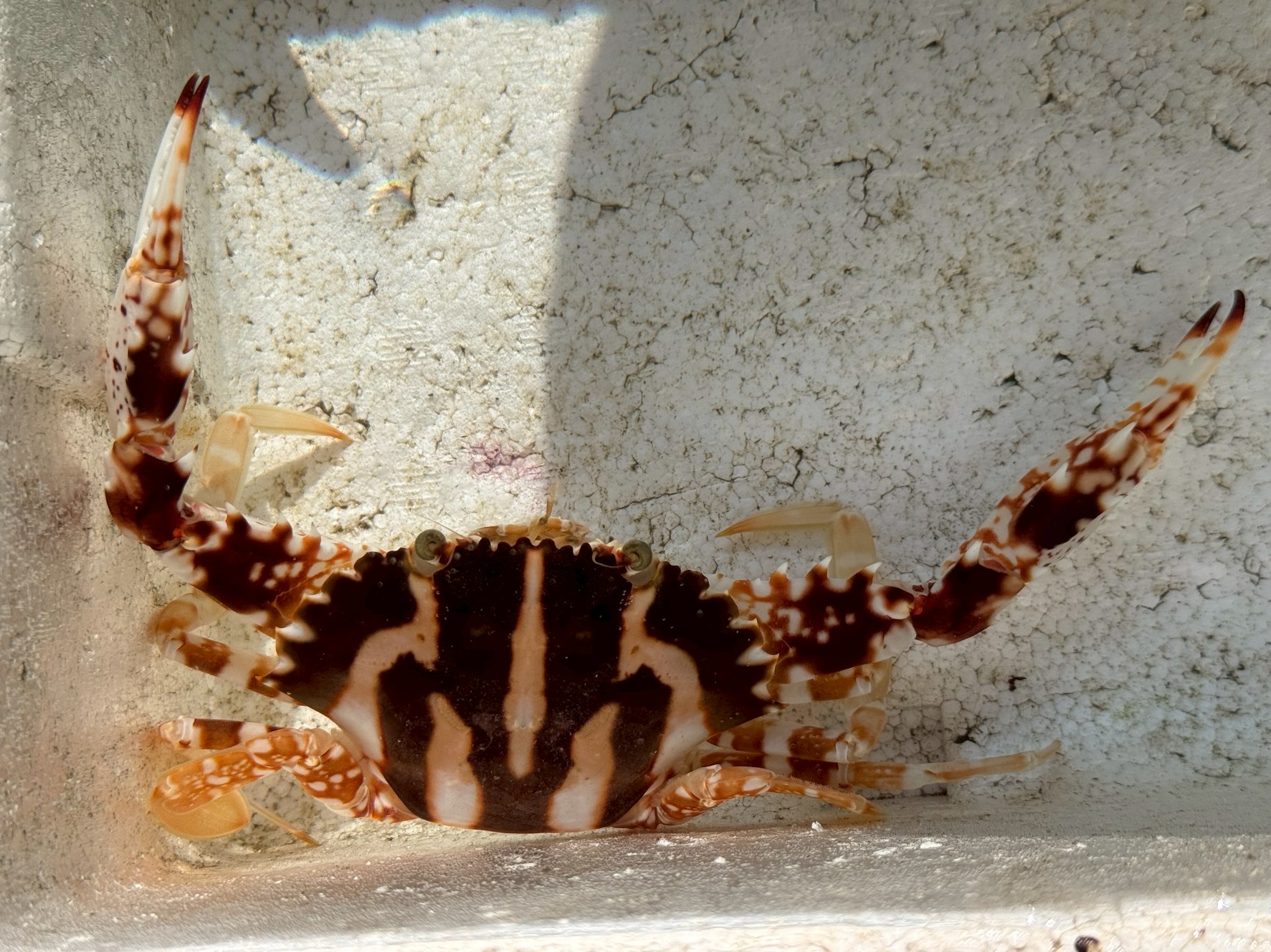 シマイシガニは、特徴的な縞模様を持つワタリガニ科の一種で、日本各地の沿岸に広く分布しています。釣太郎