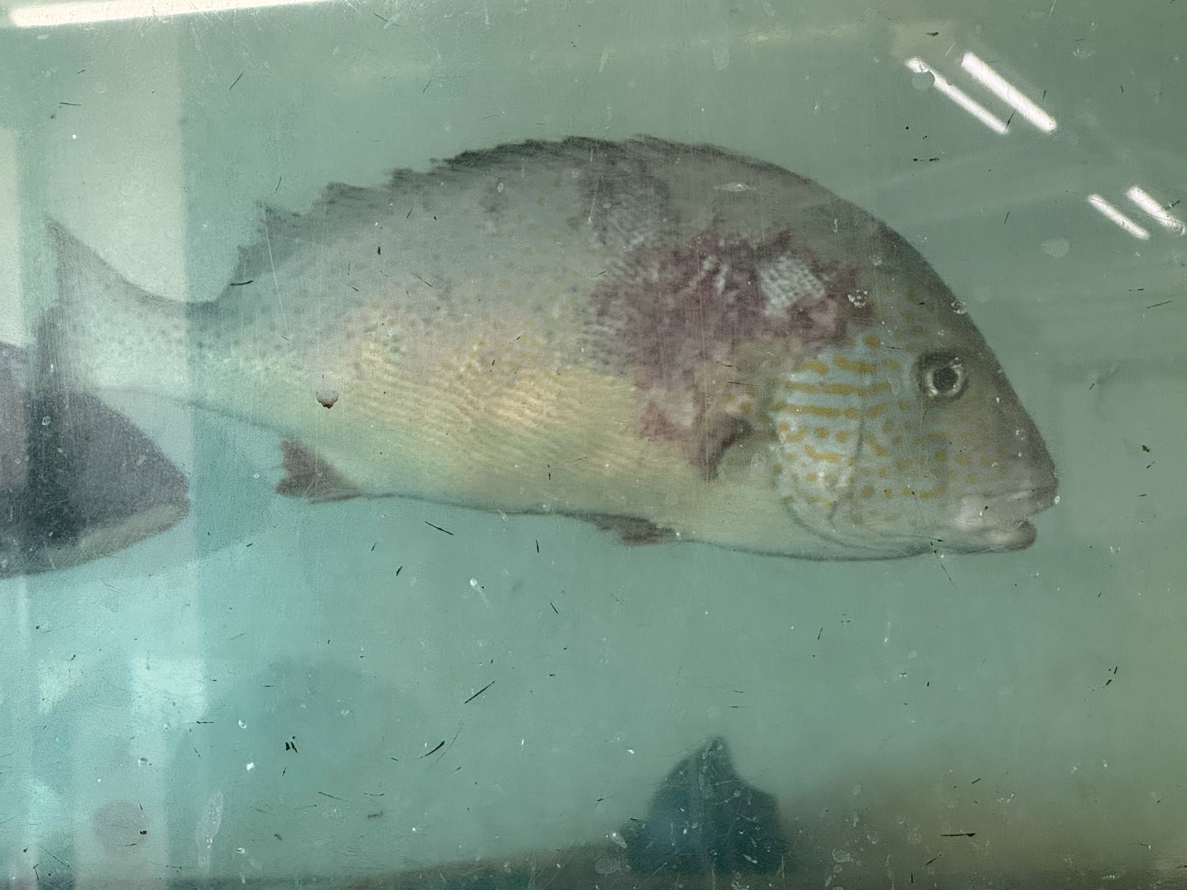 頂き物のコロダイですが、石鯛に攻撃され弱ってしまいました。釣太郎