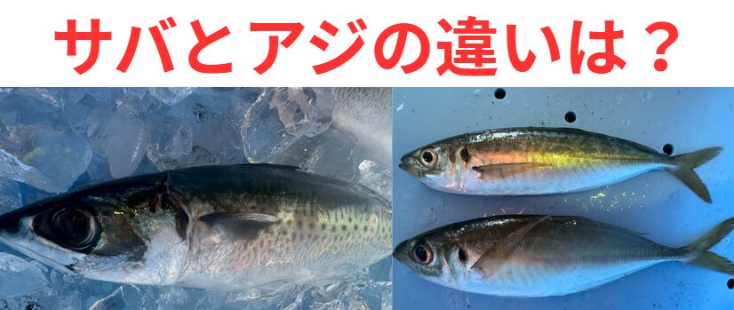 サバはダイナミックに長距離を回遊するランナー。アジは回遊型と、その場に定住する瀬付き型がいる。泳ぐタナは「表層のサバ」「底層のアジ」と意識する。釣太郎