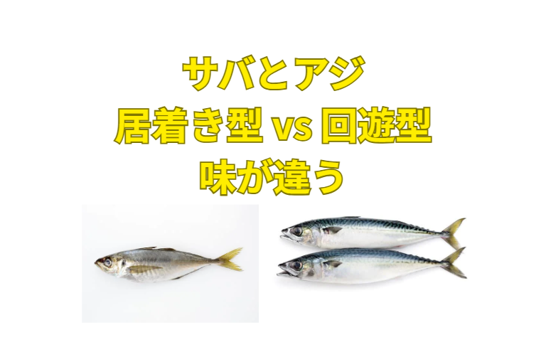 「サバとアジの居着き・回遊の違いとは?味・見分け方・比率を釣り人目線で徹底解説」釣太郎