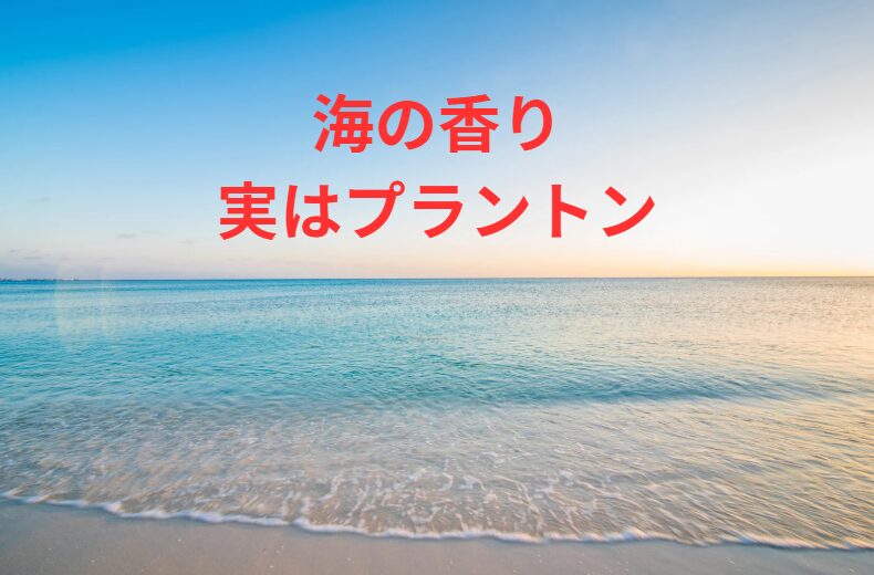 「海の香り」は、プランクトン・バクテリア・海藻など、命の循環が生み出す香り。釣太郎