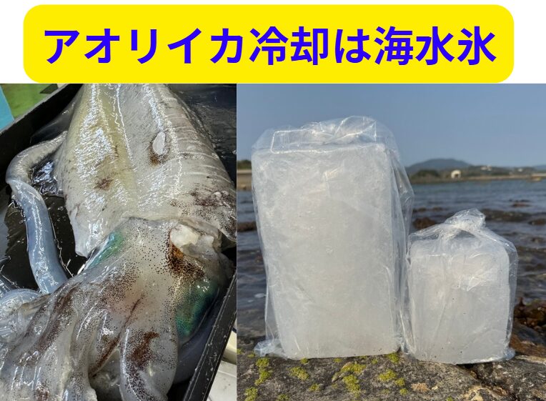 海水氷を使うという、ほんの少しの手間をかけるだけで、釣果の価値は劇的に上がります。味: 旨味を逃さず、本来の美味しさを最大限に引き出す。鮮度: 臭みの原因となる雑菌の繁殖を強力に防ぐ。釣太郎