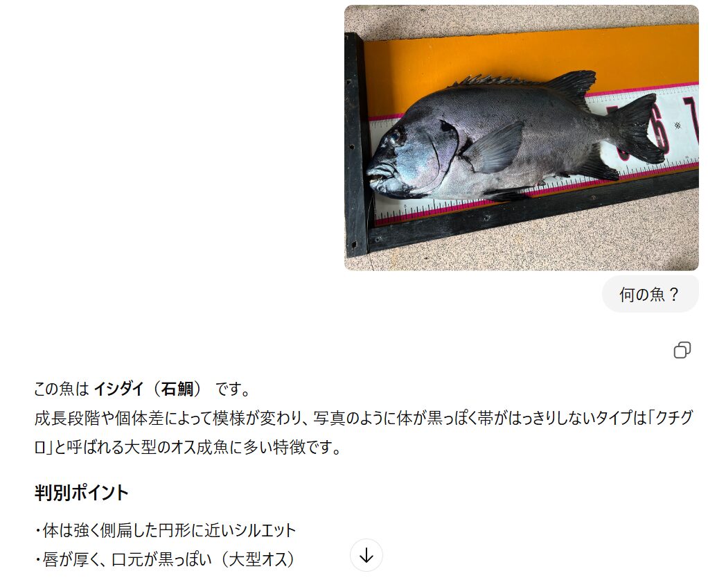 AIに魚の写真5種類を送って判定できるか検証！ChatGPTのスキルや如何に？