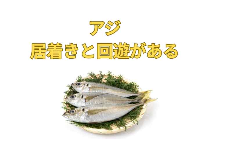 【アジ釣り必見】黒アジと銀アジ、味が違うのはなぜ?居着きと回遊、奥深きアジの秘密に迫る!釣太郎