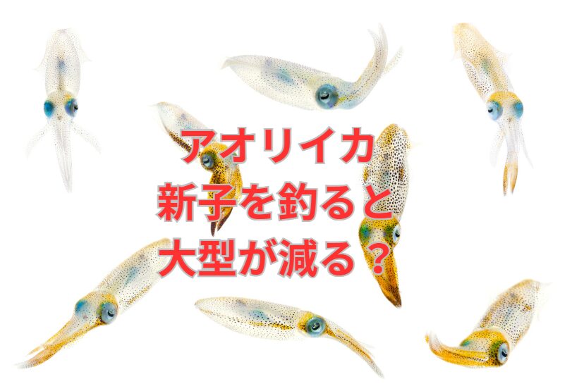アオリイカ秋の新子を釣ると春の大型が減る?相関性をAIが解説。釣太郎
