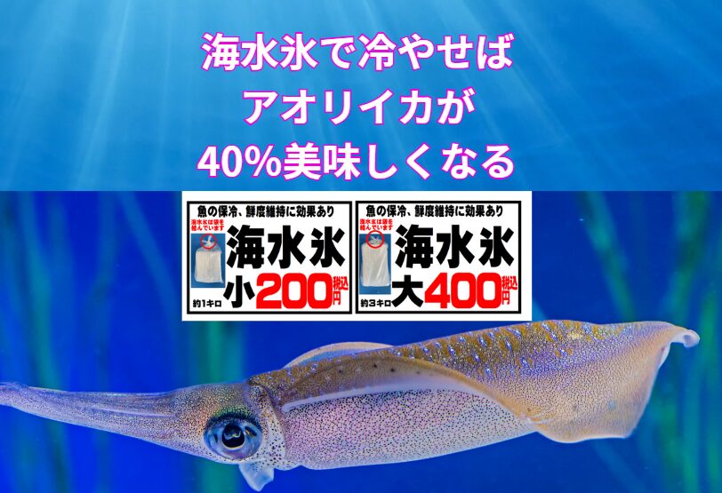 アオリイカ冷却、真水氷から海水氷に変えるだけで、美味しさは40％アップ。釣太郎
