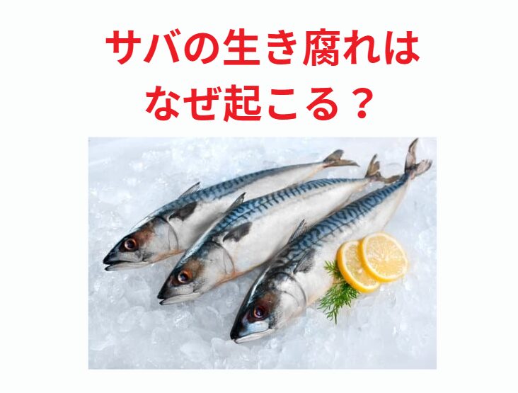 「サバの生き腐れ」はなぜ起こる?驚くほど早い鮮度低下の科学的理由と対策。釣太郎