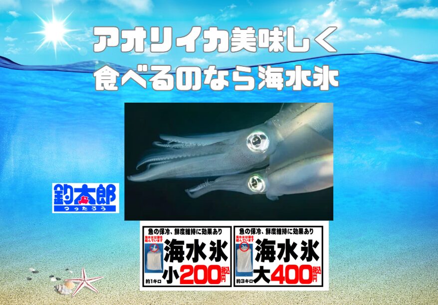 アオリイカの鮮度を30%UPさせるのは「海水氷」！真水氷がダメな科学的な理由。釣太郎