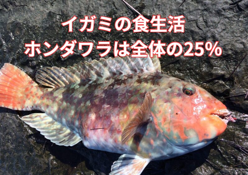 イガミ釣りの真実｜ホンダワラは食性の20〜30％にすぎない。釣太郎