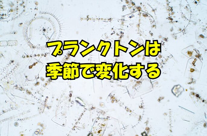 南紀の海で見られるプランクトンの季節変化:小さな命のダイナミックな世界。釣太郎