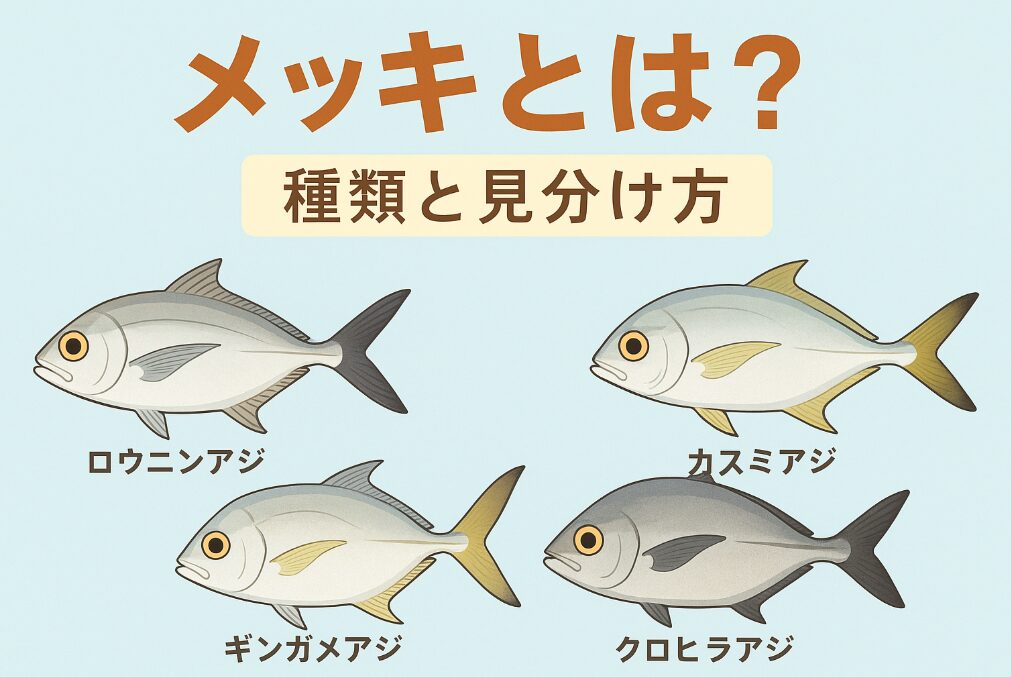 メッキは、ロウニンアジ・ギンガメアジ・カスミアジ・クロヒラアジなどの幼魚をまとめた呼び名であり、 体色が銀色で形態が似ているため見分けが難しい魚。釣太郎