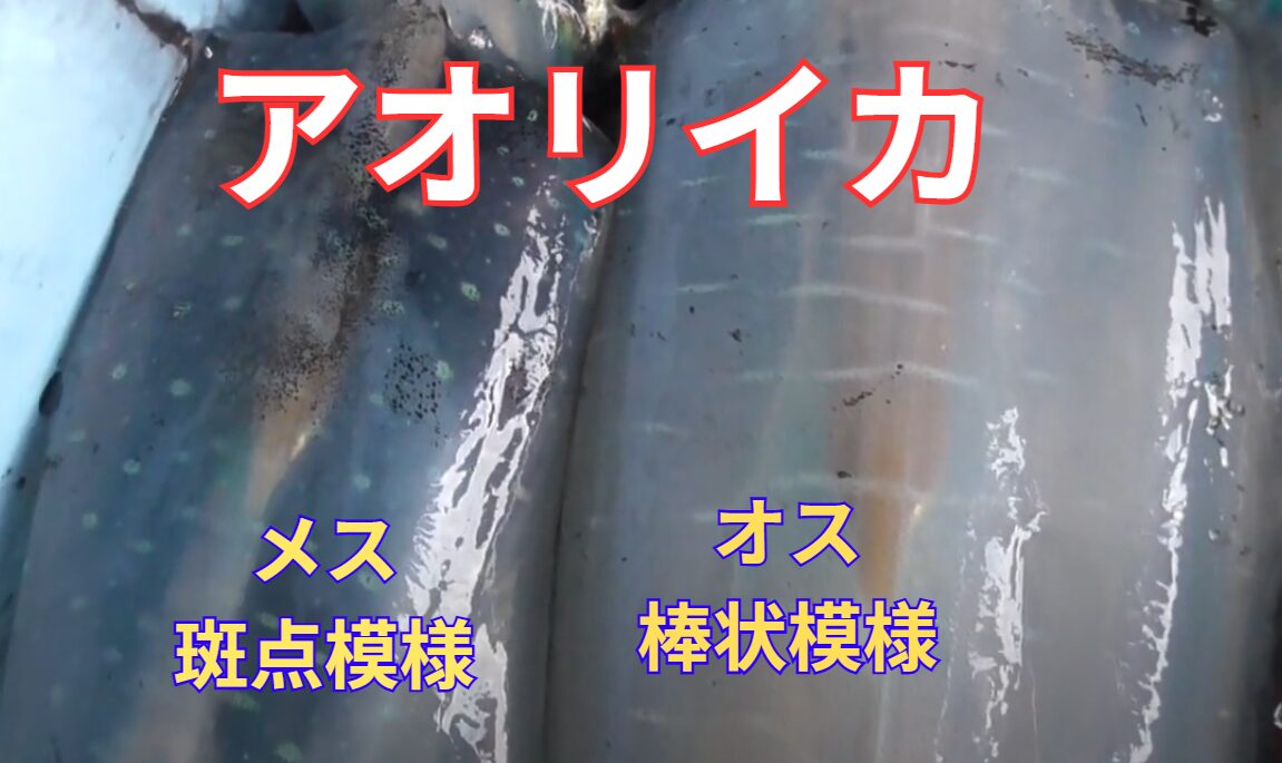 アオリイカ雌雄見分け方。メスは斑点、オアスは短い棒状模様。釣太郎