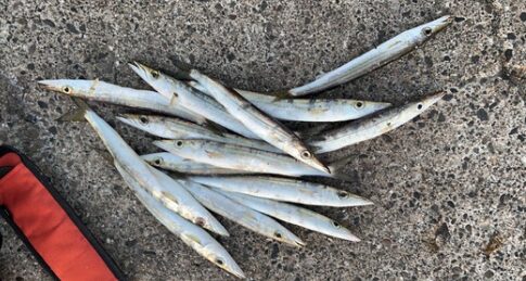 カマス釣ったらお持ち込みください！釣太郎