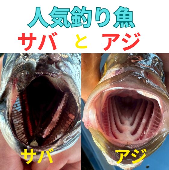 人気釣り魚「サバ」と「アジ」：口の中から見る意外な違い。釣太郎