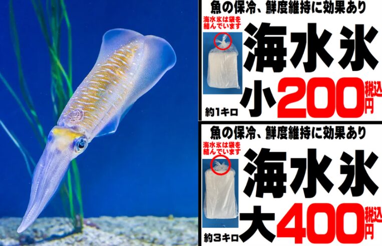 アオリイカが持つ本来の甘みと歯ごたえは、海水氷による適切な冷却方法によって守られています。釣太郎